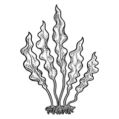 Kelp Laminaria seaweed food plant sketch PNG illustration with transparent background © Oleksandr Pokusai