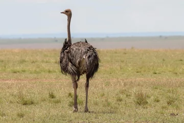 Zelfklevend Fotobehang ostrich in the wild © Monika