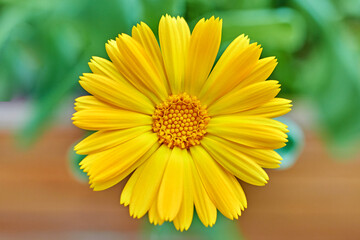 Blossoming orange calendula, chamomile flower close-up on a green meadow