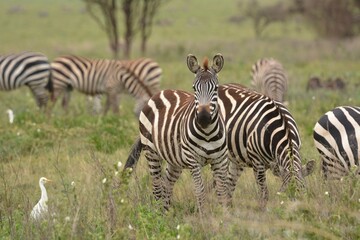 zebras in the serengeti - obrazy, fototapety, plakaty