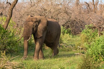 Elephants in the Lake Manyara Natonal Park