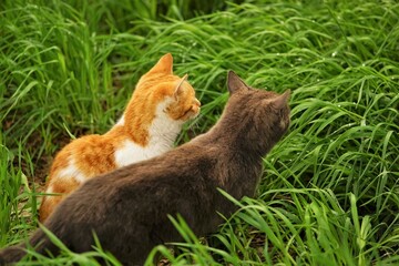 Two cats rest in vivid green grass on a spring day