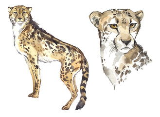 Watercolor cheetah illustration set. African wild mammal clipart. World Zoo Animals clipart for kids products. Educational encyclopedia of world fauna. Hand drawn wild cat safari nature print on - 583575461