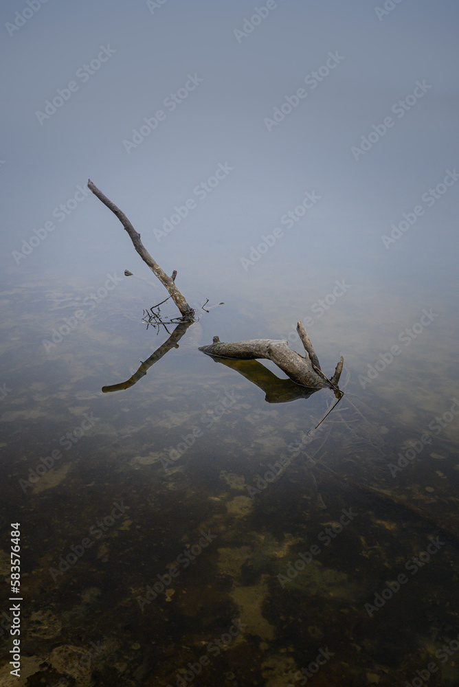 Poster Vertical Long exposure photo of tree limb in river Wisla in Poland