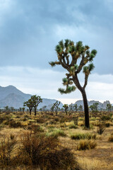 Fototapeta na wymiar Joshua Tree national park landscape, Dramatic sky with clouds, California