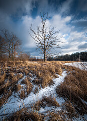 Vertical shot of a tree near the old river bed of the Bug during winter