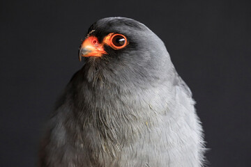 A male Red-footed Falcon against a black background
