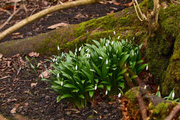 Group of snowdrops growing wild in the moorland smallholding garden at 900ft in North YorkshireImages of Spofforth Castle. North Yorkshire