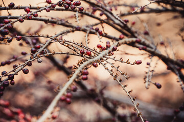 Spring in the forest