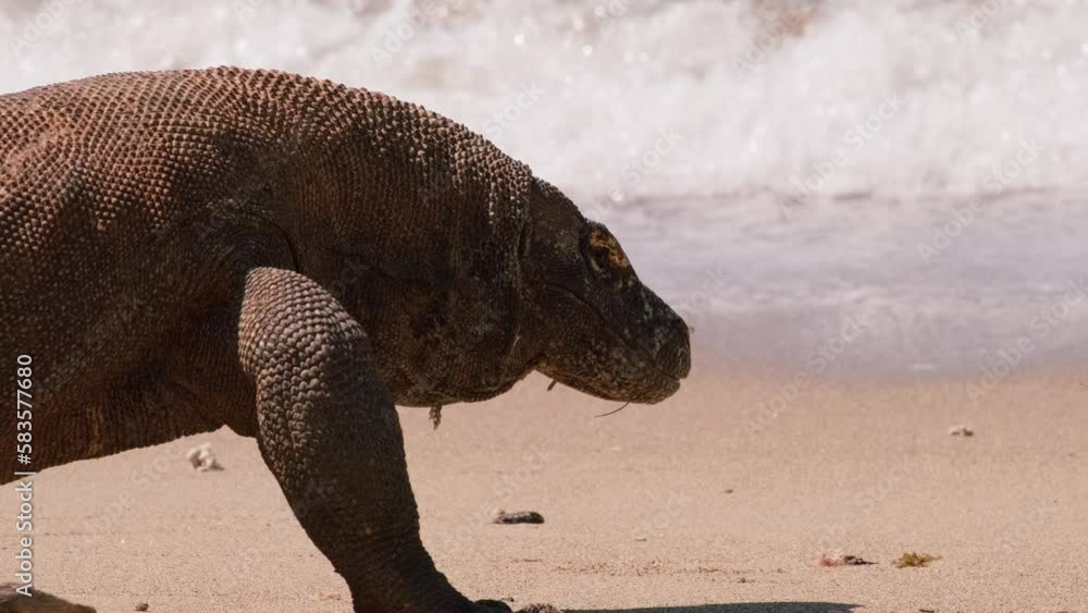 Sticker Closeup of a Komodo Dragon walking and sticking its tongue out in front of the sea on Komodo Island