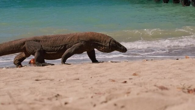 Komodo Dragon walking and sticking its tongue out in front of the wavy sea on Komodo Island
