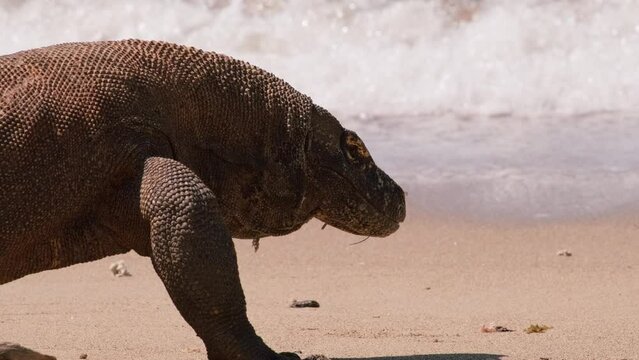 Closeup of a Komodo Dragon walking and sticking its tongue out in front of the sea on Komodo Island