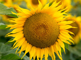 Sunflower close up, early morning in summer