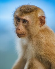Closeup of a cute brown monkey agaonst a blue background