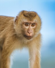 Closeup of a cute brown monkey agaonst a blue background