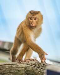 Closeup of a cute brown monkey agaonst a blue background