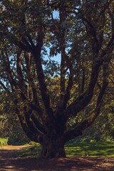 Adventures at the Durant Vineyards © Daniel Nim/Wirestock Creators