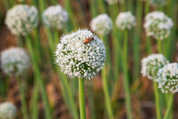 Beautiful White Onion Flower with Blurry Background. Selective Focus