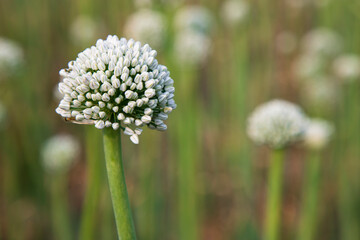 Beautiful White Onion Flower with Blurry Background. Selective Focus