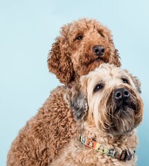 Closeup shot of Wheaten and a Labradoodle dog standing next to each other