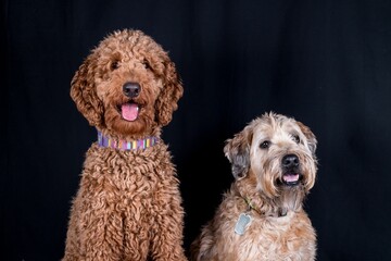 Closeup shot of Wheaten and a Labradoodle dog standing next to each other