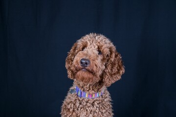 Portrait of a beautiful red-brown poodle against a dark background