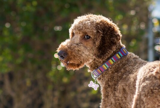 Closeup shot of an adorable Labradoodle dog looking around outdoors