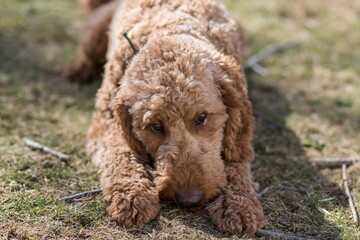Scenic view of a Labradoodle dog chewing on a wooden stick outdoors