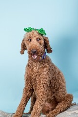 Red-brown poodle with green bow on its head against a blue wall