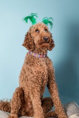 Red-brown poodle with funny green ears on its head against a blue wall