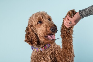 Woman's hand holding a paw of a beautiful red-brown poodle