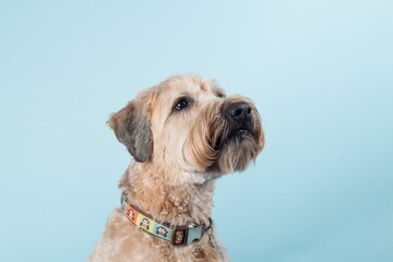 Portrait of a beautiful Wheaten Terrier against a blue wall