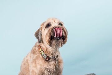 Closeup portrait of beautiful Soft-coated Wheaten Terrier dog with colorful collar licking his nose - obrazy, fototapety, plakaty