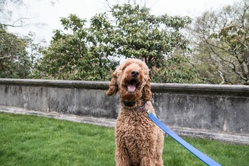 Close up portrait of fluffy playful Labradoodle dog walking in the park with green grass and trees