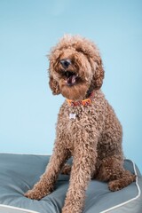 Vertical closeup portrait of fluffy Labradoodle dog sitting on pillow and yawning