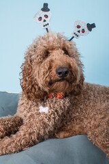 Closeup portrait of fluffy Labradoodle dog in a rim with ears in form of skulls concept of halloween