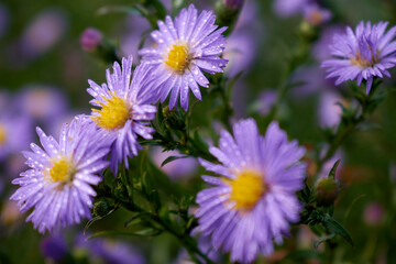 Obraz premium Flowers with water drops on the petals
