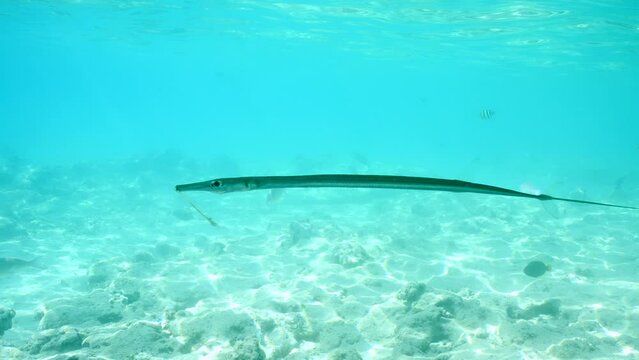 An injured Flutemouth fish floats below surface of water, Slow motion. Broken-mouthed Bluespotted Cornetfish or Smooth Flutemouth (Fistularia commersonii) swims in blue water below surface