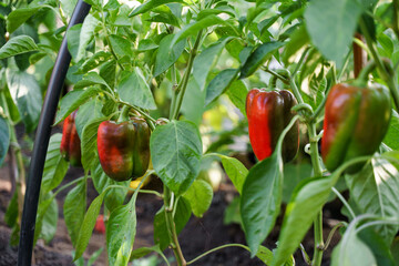 Vegetable garden with red bell pepper