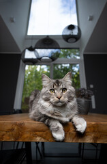 silver tabby maine coon cat resting on wooden dining table in modern house,  lying on front showing white paws looking at camera