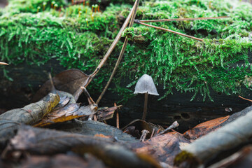 Mushroom between moss