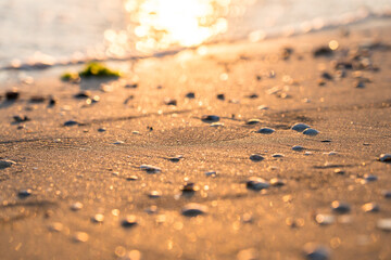 Sea shells on sand