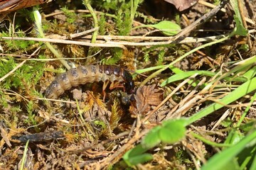 Larve eines Schwarzen Moderkäfers (Ocypus olens) mit Beute