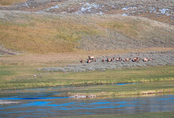 herd of elk during the fall rutting season, Hayden Valley, Yellowstone National Park, Wyoming, USA