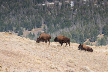 a group of bison on the top of a hill, Lamar Valley, Yellowstone National Park, Wyoming, USA