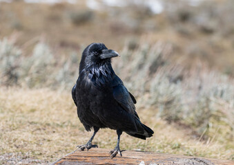 common raven in Yellowstone National Park, USA