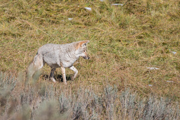 Naklejka na ściany i meble coyote foraging in the morning, Yellowstone National Park, Wyoming, USA