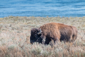 american bison grazing among Yellowstone river, Yellowstone National Park, Wyoming, USA