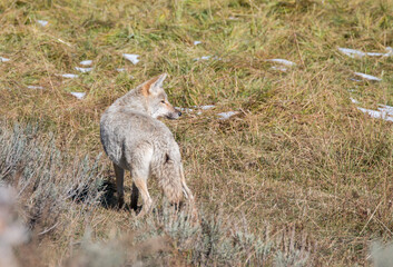 coyote, Yellowstone National Park, Wyoming, USA
