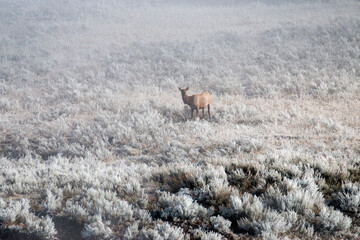 an elk grazing in a cold morning in Yellowstone National Park, Wyoming, USA